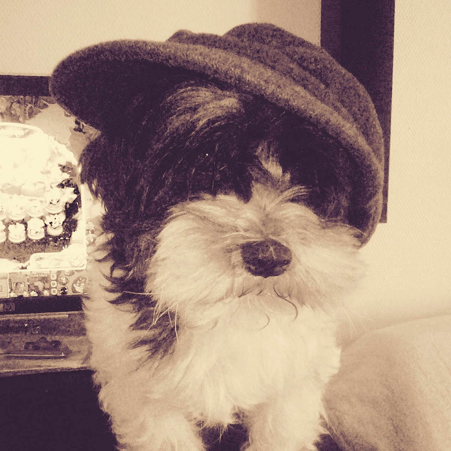 Corinne Papaure a rejoint le concours — aidez-le/la à gagner de superbes lots ! animal, baseballcap, beanie, brick, canine, cap, clothing, couch, dog, face, furniture, hat, head, person, pet, photography, portrait, puppy, terrier, whitedog