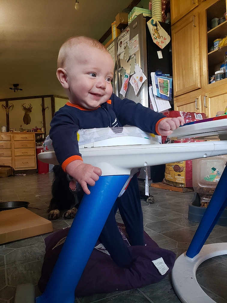 Raylan is registered to the contest to win money with this photo: baby, walker, smiling, indoor, kitchen, cabinet, refrigerator, floor, dog, furniture, child, person, blue, orange, wood, tile_floor, magnet, paper, pet, home