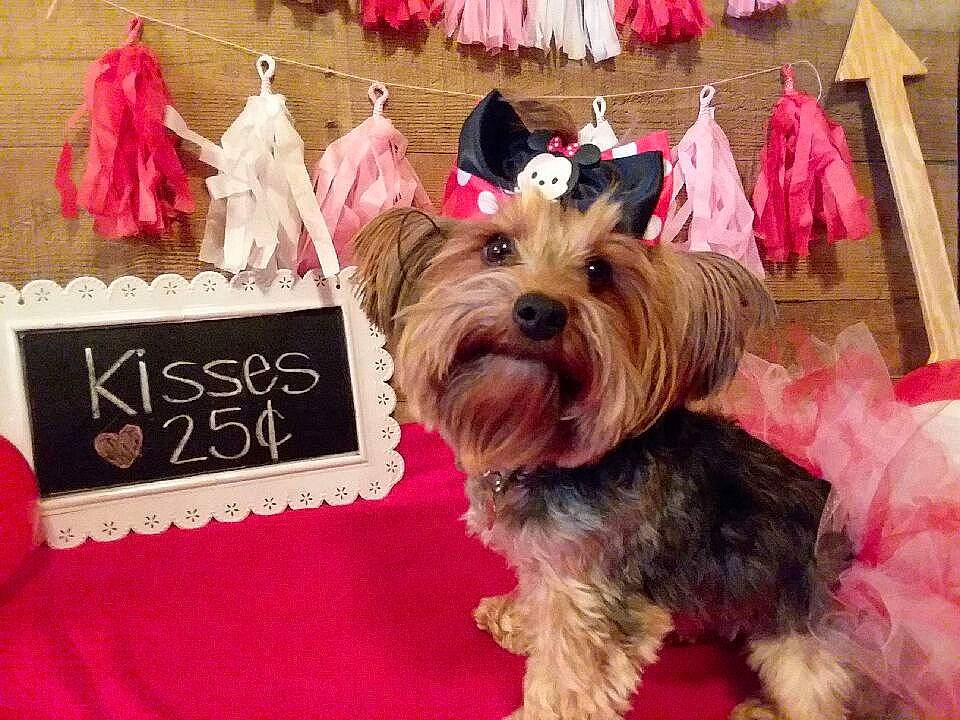 Fergie joined the competition — help win amazing prizes! australian_silky_terrier, biewer_terrier, canidae, carnivore, chinese_imperial_dog, companion_dog, dog, dog_breed, dog_clothes, mammal, morkie, pink, puppy, rare_breed_dog, shih_tzu, small_terrier, terrier, toy_dog, vertebrate, yorkshire_terrier
