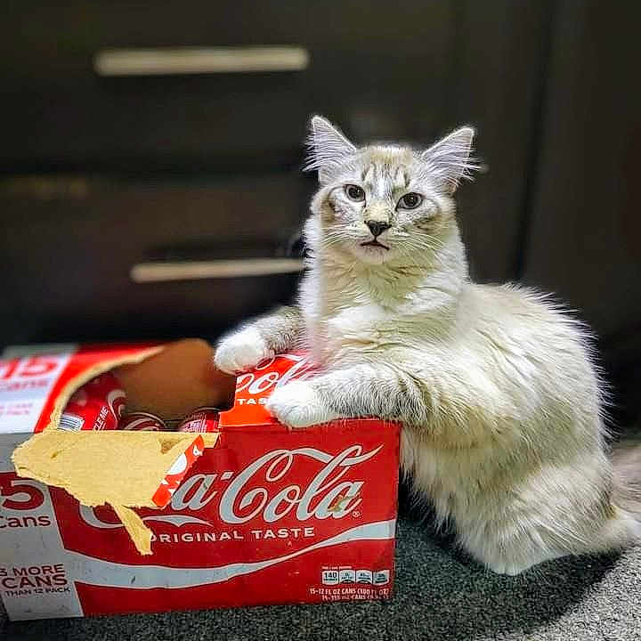 Phoenix is registered to the contest to win money with this photo: advertisement, angora, animal, architecture, beverage, box, building, cat, coke, cream, dessert, food, frozenyogurt, kitten, outdoors, pet, shelter, snack, soda, urban