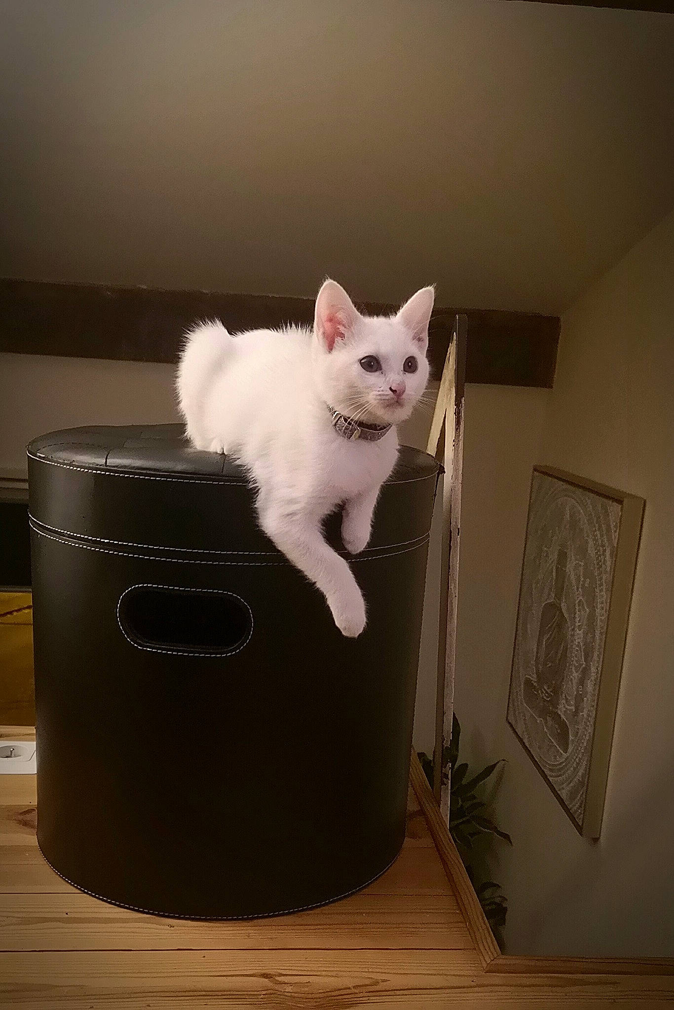 Guessy a rejoint le concours — aidez-le/la à gagner de superbes lots ! box, carnivore, cat, cat_supply, composite_material, domestic_short_haired_cat, felidae, flooring, fur, gas, hardwood, home_appliance, metal, paw, picture_frame, room, small_to_medium_sized_cats, tail, whiskers, wood