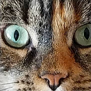 Dora participe au concours pour gagner de l'argent avec cette photo : animal, cat, closeup, cute, domestic_cat, eyes, face, feline, focused, fur, green_eyes, intense, macro, muzzle, nose, pet, portrait, tabby, whisker_spots, whiskers