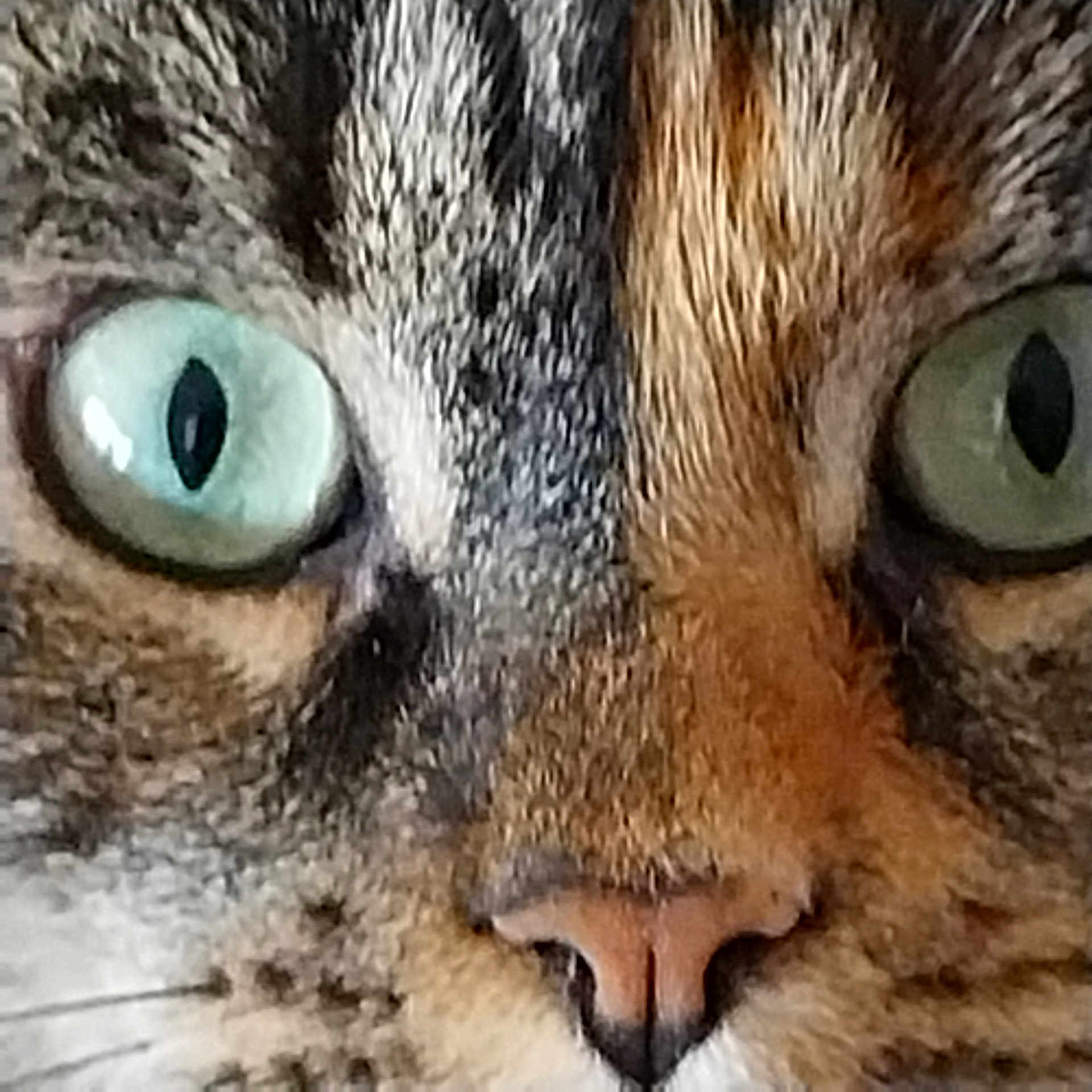 Dora participe au concours pour gagner de l'argent avec cette photo : animal, cat, closeup, cute, domestic_cat, eyes, face, feline, focused, fur, green_eyes, intense, macro, muzzle, nose, pet, portrait, tabby, whisker_spots, whiskers