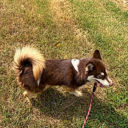 Sally May joined the competition — help win amazing prizes! dog, brown_dog, curled_tail, leash, panting, grass, outdoor, sunny, pet, canine, bandana, walking, daytime, animal, fur, mammal, nature, happy, side_view, domestic_animal