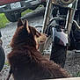 Sally May is registered to the contest to win money with this photo: dog, husky, motorcycle, pickup_truck, gravel, outdoor, vehicle, pet, fur, blue_eyes, parked_vehicle, wheel, chrome, tail_light, dirt, grass, leash, side_view, animal, nature
