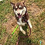 Sally May is registered to the contest to win money with this photo: dog, husky, blue_eyes, leash, grass, outdoor, pet, canine, tongue_out, happy, brown_fur, white_fur, collar, human_hand, shoe, summer, playful, animal, ground, nature