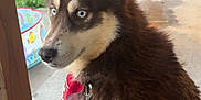 Sally May is registered to the contest to win money with this photo: dog, husky, blue_eyes, bandana, leash, porch, wooden_post, outdoor, greenery, trash_bin, kiddie_pool, concrete_floor, pet, canine, animal, sitting, fur, collar, summer, daylight