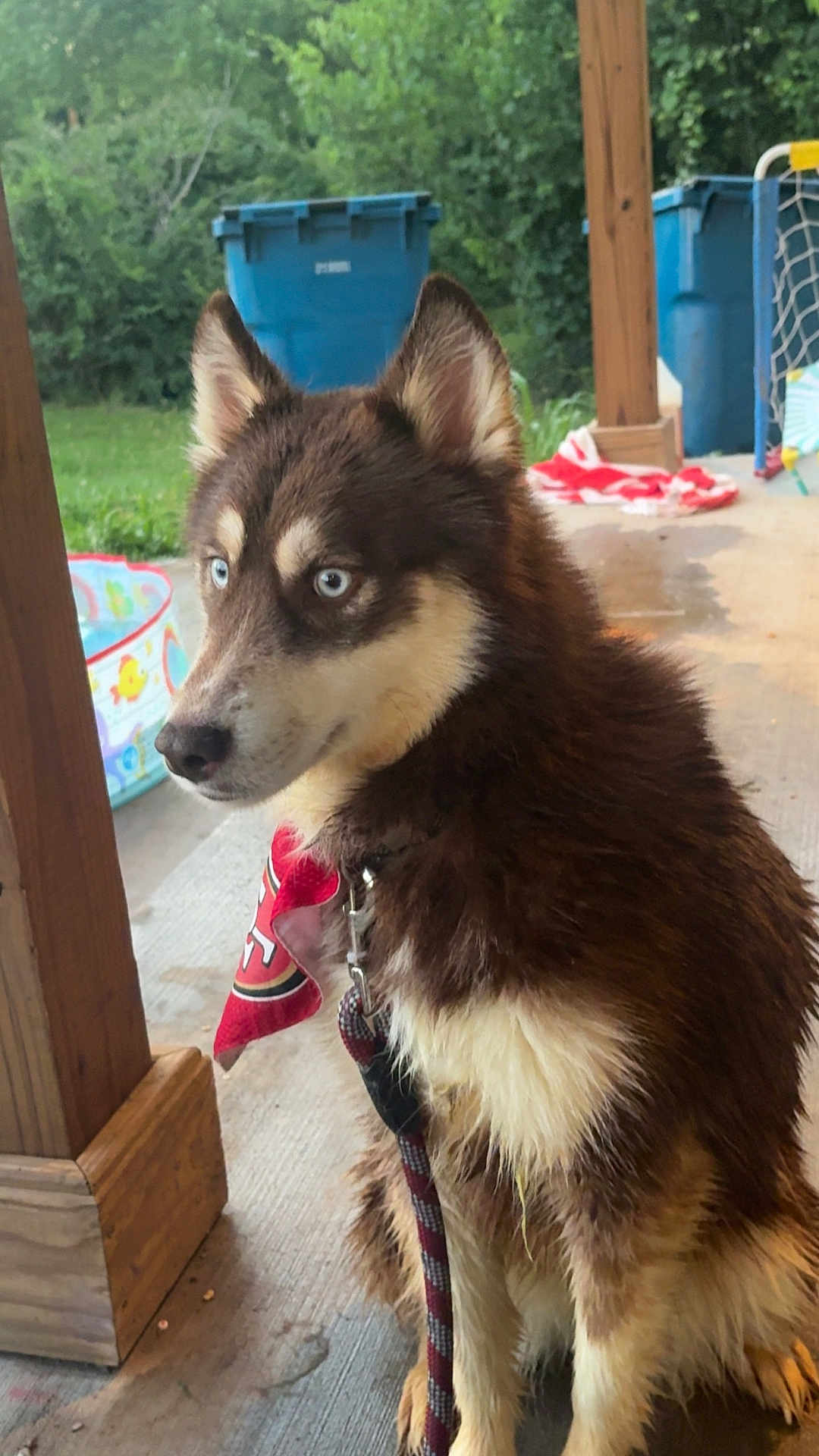 Sally May is registered to the contest to win money with this photo: dog, husky, blue_eyes, bandana, leash, porch, wooden_post, outdoor, greenery, trash_bin, kiddie_pool, concrete_floor, pet, canine, animal, sitting, fur, collar, summer, daylight