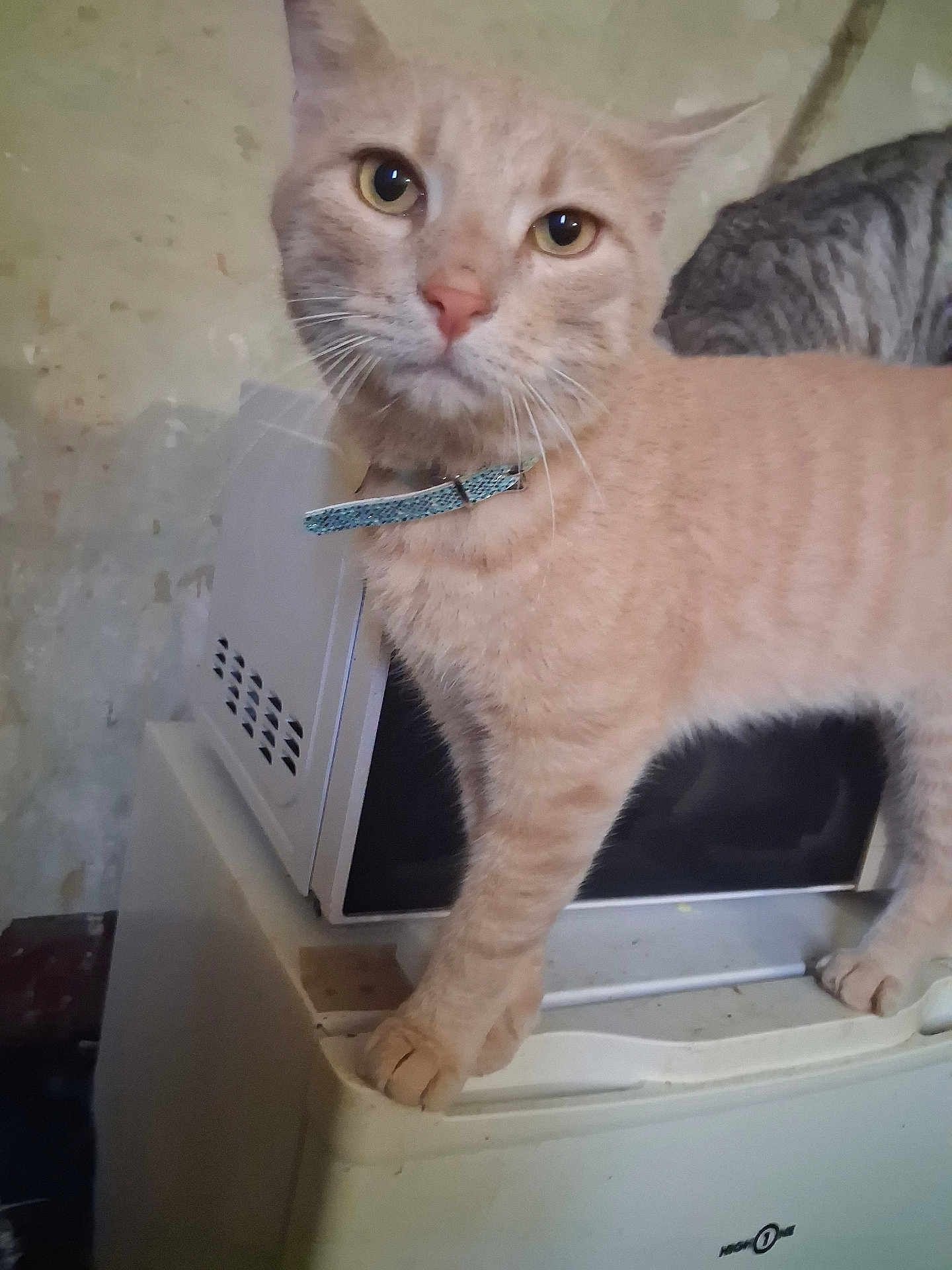 Garfield participe au concours pour gagner de l'argent avec cette photo : cat, orange_tabby, collar, appliance, indoor, curious, close_up, gray_cat, striped_cat, pet, animal, feline, whiskers, ears, eyes, fur, domestic_cat, standing, looking_at_camera, household