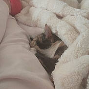 Pebbles joined the competition — help win amazing prizes! bed, blanket, calico_cat, cat, close_up, cozy, cuddly, ear, fur, fuzzy_blanket, home, human_leg, indoor, nap, pet, pink_sock, resting, sleeping_cat, soft_texture, white_pants