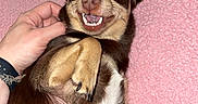 Tori is registered to the contest to win money with this photo: dog, brown_dog, small_dog, pet, animal, lying_down, pink_blanket, hand, scratching, happy, cute, indoor, cozy, fur, canine, playful, smiling_dog, relaxed, paw, nail