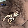 Tori is registered to the contest to win money with this photo: dog, brown_couch, remote_control, pet, indoor, small_dog, canine, fur, relaxing, seated, looking_up, home_interior, living_room, plush_furniture, curious_expression, domestic_animal, four_legs, tail, ears, snout