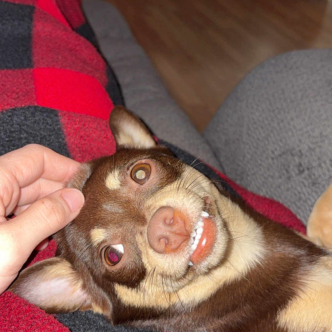 Tori is registered to the contest to win money with this photo: dog, brown_dog, smiling_dog, pet, indoor, blanket, red_and_black, hand, scratching, cozy, couch, floor, wooden_floor, fur, ears, teeth, close_up, cute, happy, relaxed