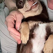 Tori joined the competition — help win amazing prizes! dog, pet, small_dog, brown_dog, white_fur, cute, smiling_dog, hand, person, cuddling, lying_down, indoor, close_up, fur, animal, paw, face, expression, companionship, relaxed