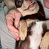 dog, pet, small_dog, brown_dog, white_fur, cute, smiling_dog, hand, person, cuddling, lying_down, indoor, close_up, fur, animal, paw, face, expression, companionship, relaxed
