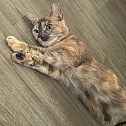 Nina is registered to the contest to win money with this photo: cat, tortoiseshell, pet, animal, floor, wooden_floor, stretching, paws, fur, indoor, curious, relaxed, cute, whiskers, ears, laying_down, domestic_cat, mammal, feline, playful