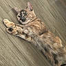 cat, tortoiseshell, pet, animal, floor, wooden_floor, stretching, paws, fur, indoor, curious, relaxed, cute, whiskers, ears, laying_down, domestic_cat, mammal, feline, playful
