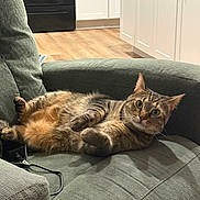 Kiki is registered to the contest to win money with this photo: adorable, armchair, cabinets, cat, charger_cable, couch, cozy, fur, green_sofa, hardwood_floor, indoor, kitchen_background, lounging, paws, pet, relaxed, tabby_cat, upholstery, whiskers, wide_eyes