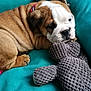Pablo a rejoint le concours — aidez-le/la à gagner de superbes lots ! animal, brown, bulldog, closeup, couch, cozy, cute, dog, fur, indoor, pet, puppy, relaxing, sleepy, sofa, stuffed_toy, teal, toy, white, wrinkles