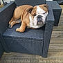 dog, bulldog, pet, animal, chair, wicker_chair, outdoor, wooden_deck, relaxing, sleeping, brown, white, furniture, paw, resting, cute, companion, domestic_animal, calm, summer