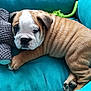 bulldog, puppy, dog, pet, cute, wrinkles, stuffed_toy, toy, couch, furniture, blue, relaxing, indoors, animal, mammal, domestic_animal, young, snout, paw, fur
