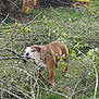 bulldog, dog, branches, greenery, grass, outdoor, nature, bushes, sunlight, pet, animal, canine, sniffing, playful, fur, leaves, twigs, daylight, lawn, garden