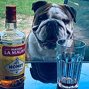 Pablo participe au concours pour gagner de l'argent avec cette photo : bulldog, dog, bottle, glass, table, outdoor, grass, chair, drink, reflection, pet, animal, beverage, happy, face, snout, canine, summer, daylight, leisure