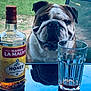bulldog, dog, bottle, glass, table, outdoor, grass, chair, drink, reflection, pet, animal, beverage, happy, face, snout, canine, summer, daylight, leisure