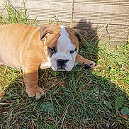 Pablo participe au concours pour gagner de l'argent avec cette photo : adorable, animal, brown, bulldog, canine, cute, dog, ears, face, grass, laying, nature, outdoor, paw, pet, puppy, sunlight, white, wooden_fence, young