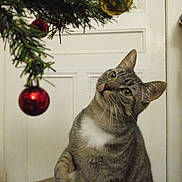 Kiru participe au concours pour gagner de l'argent avec cette photo : cat, tabby, christmas_tree, christmas_ornament, red_ball, holiday_decorations, star_lights, indoor, curious, pet, feline, whiskers, head_tilt, door, festive, celebration, domestic_animal, close_up, playing, cozy
