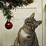 cat, tabby, christmas_tree, christmas_ornament, red_ball, holiday_decorations, star_lights, indoor, curious, pet, feline, whiskers, head_tilt, door, festive, celebration, domestic_animal, close_up, playing, cozy