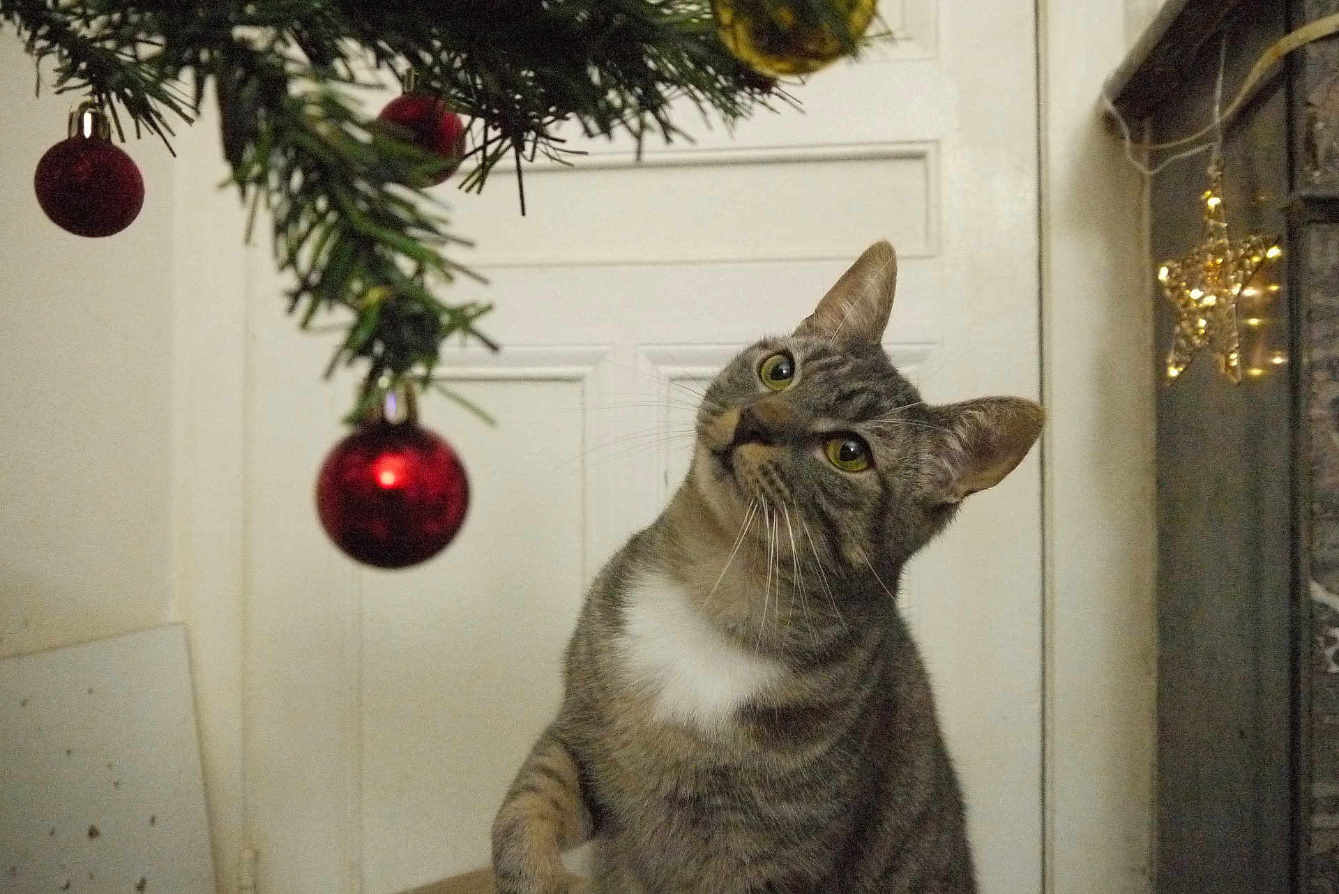 Kiru participe au concours pour gagner de l'argent avec cette photo : cat, tabby, christmas_tree, christmas_ornament, red_ball, holiday_decorations, star_lights, indoor, curious, pet, feline, whiskers, head_tilt, door, festive, celebration, domestic_animal, close_up, playing, cozy