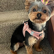 Sophie is registered to the contest to win money with this photo: dog, small_dog, yorkshire_terrier, pet, animal, carpet, stairs, pink_harness, bow, fur, cute, indoor, sitting, looking, ears, face, black_fur, brown_fur, adorable, companion