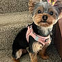 dog, small_dog, yorkshire_terrier, pet, animal, carpet, stairs, pink_harness, bow, fur, cute, indoor, sitting, looking, ears, face, black_fur, brown_fur, adorable, companion