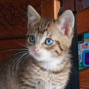 Roméo participe au concours pour gagner de l'argent avec cette photo : kitten, tabby, blue_eyes, cat, pet, feline, indoor, curious, young, whiskers, fur, table, chair, toy, packaging, wooden_furniture, domestic, closeup, animal, household