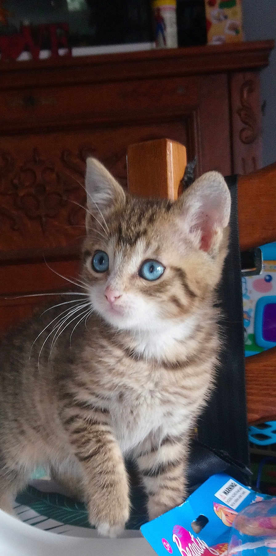Roméo participe au concours pour gagner de l'argent avec cette photo : kitten, tabby, blue_eyes, cat, pet, feline, indoor, curious, young, whiskers, fur, table, chair, toy, packaging, wooden_furniture, domestic, closeup, animal, household