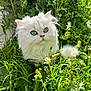Eevy a rejoint le concours — aidez-le/la à gagner de superbes lots ! adorable, animal, cat, close_up, curious, cute, daylight, ears, feline, fluffy, grass, green_eyes, nature, outdoor, pet, plants, small, whiskers, white_cat, wildflowers