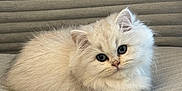 Eevy participe au concours pour gagner de l'argent avec cette photo : animal, cat, closeup, cozy, curious, cushion, cute, feline, fluffy, indoor, kitten, pet, portrait, relaxed, resting, small, soft, texture, white_fur, young