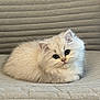 animal, cat, closeup, cozy, curious, cushion, cute, feline, fluffy, indoor, kitten, pet, portrait, relaxed, resting, small, soft, texture, white_fur, young