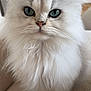 Eevy participe au concours pour gagner de l'argent avec cette photo : animal, blue_eyes, cat, close_up, cute, domestic, eyes, face, feline, fluffy, fur, indoor, looking, majestic, pet, portrait, sitting, soft_texture, whiskers, white_fur