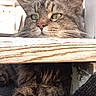 animal, background_trees, cat, close_up, curious, daylight, feline, furry, green_eyes, mammal, nature, outdoor, paws, pet, relaxed, resting, tabby, texture, whiskers, wooden_plank