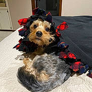 Charlie is registered to the contest to win money with this photo: dog, blanket, bed, indoor, pet, fur, snuggled, looking_up, small_dog, curious_eyes, cozy, red_and_black, fringes, tail, cute, animal, companion, resting, domestic, portrait
