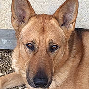 Cheester participe au concours pour gagner de l'argent avec cette photo : animal, brown_eyes, canine, close_up, companion, dog, domestic_animal, ears, fur, german_shepherd, lying_down, muzzle, nature, outdoor, pet, portrait, quiet, relaxed, snout, watching