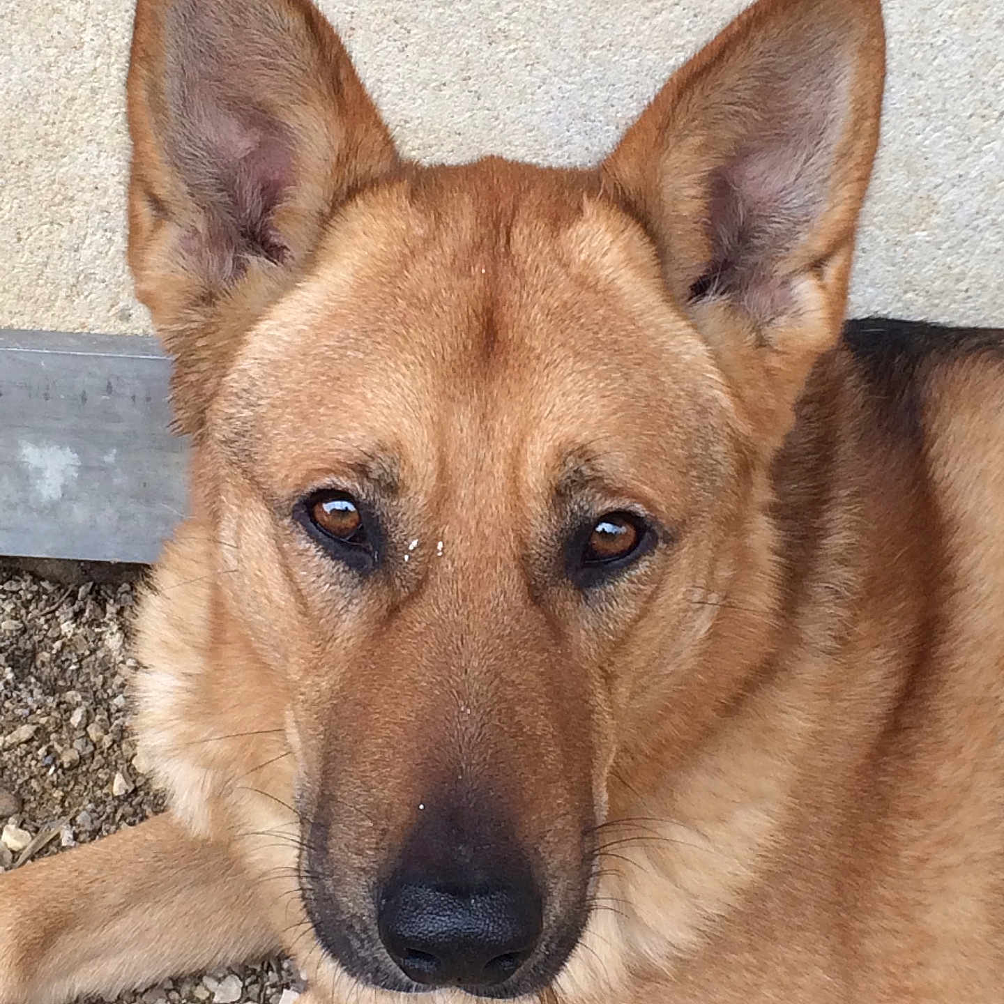 Cheester participe au concours pour gagner de l'argent avec cette photo : animal, brown_eyes, canine, close_up, companion, dog, domestic_animal, ears, fur, german_shepherd, lying_down, muzzle, nature, outdoor, pet, portrait, quiet, relaxed, snout, watching