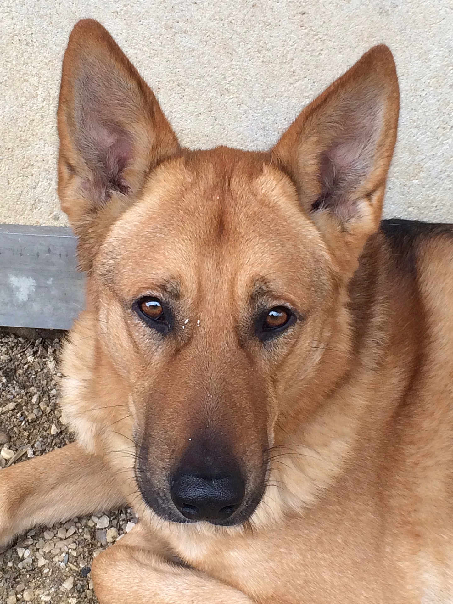 Cheester participe au concours pour gagner de l'argent avec cette photo : animal, brown_eyes, canine, close_up, companion, dog, domestic_animal, ears, fur, german_shepherd, lying_down, muzzle, nature, outdoor, pet, portrait, quiet, relaxed, snout, watching