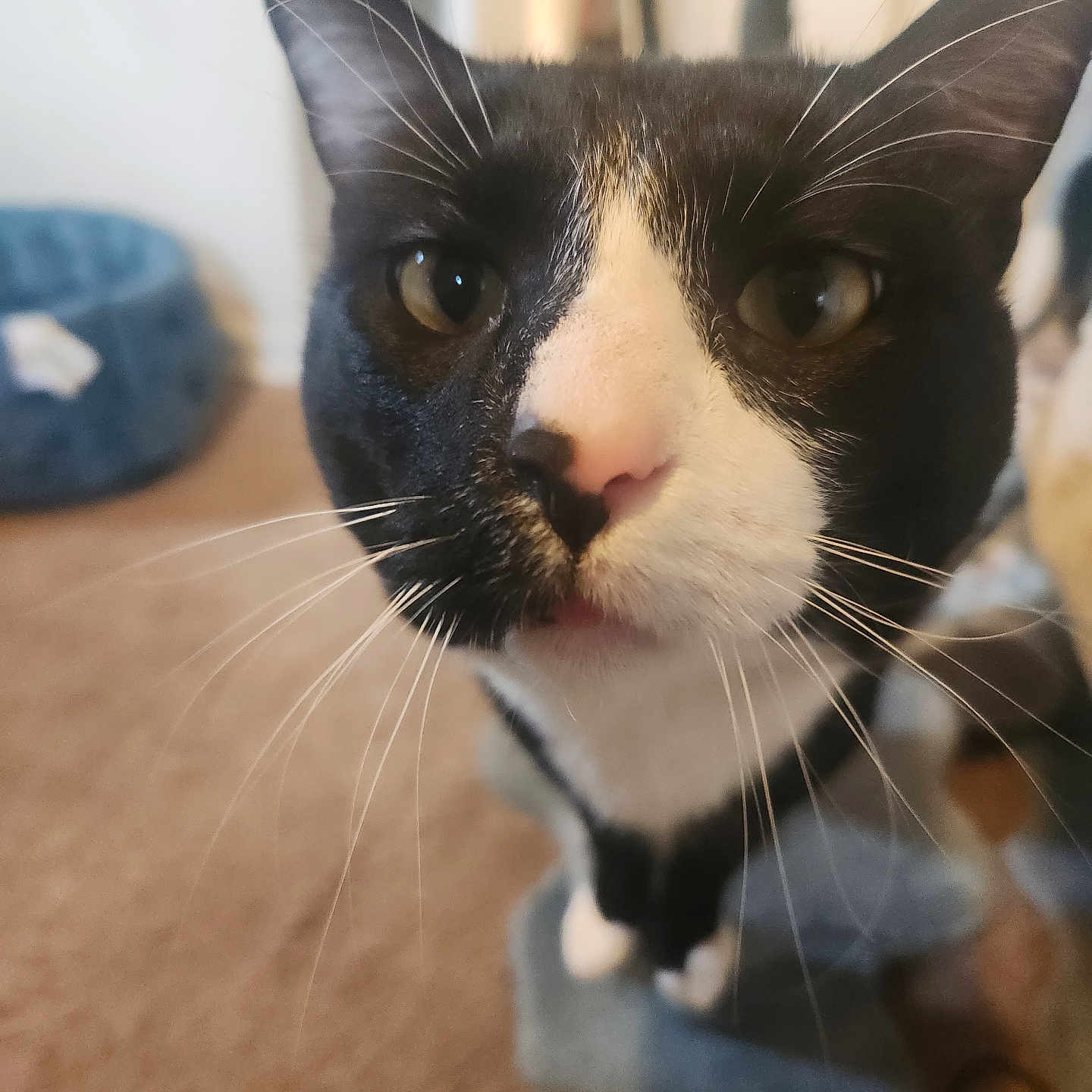 Misu