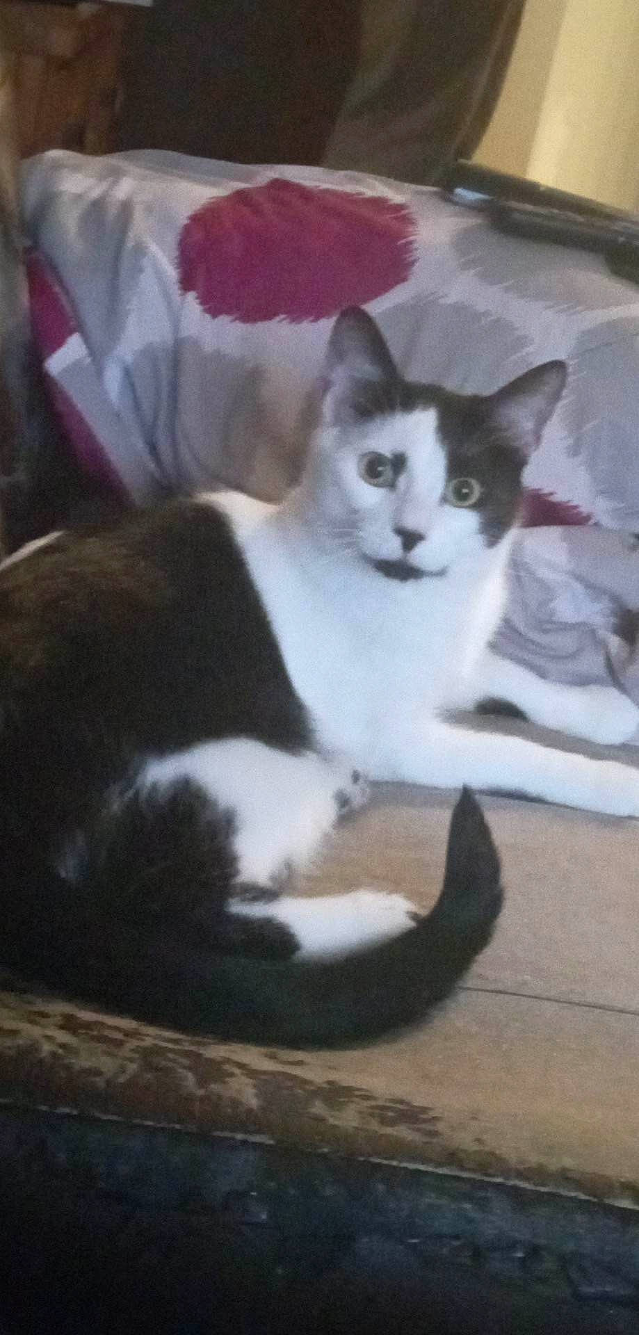 Zoltan is registered to the contest to win money with this photo: carnivore, cat, cat_supply, comfort, domestic_short_haired_cat, felidae, fur, paw, pet_supply, sitting, small_to_medium_sized_cats, tail, whiskers