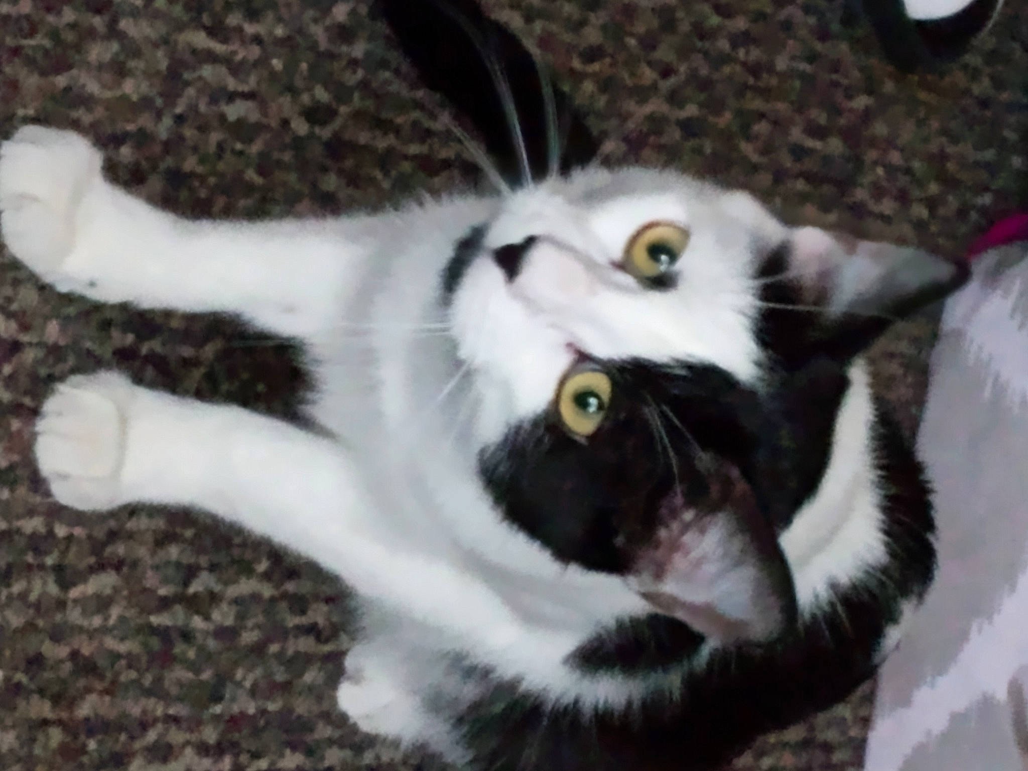 Zoltan joined the competition — help win amazing prizes! carnivore, cat, claw, domestic_short_haired_cat, ear, eye, fang, felidae, fur, paw, small_to_medium_sized_cats, snout, tail, terrestrial_animal, whiskers