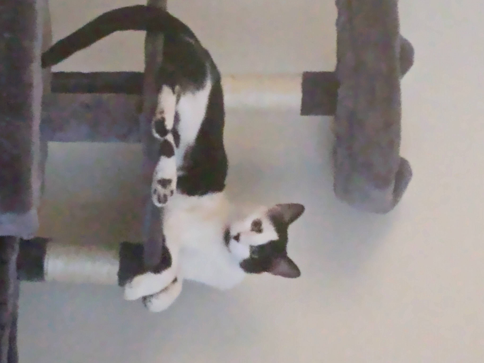 Zoltan is registered to the contest to win money with this photo: canidae, carnivore, cat, cat_supply, companion_dog, dog_breed, felidae, fur, pet_supply, small_to_medium_sized_cats, sporting_group, tail, terrestrial_animal