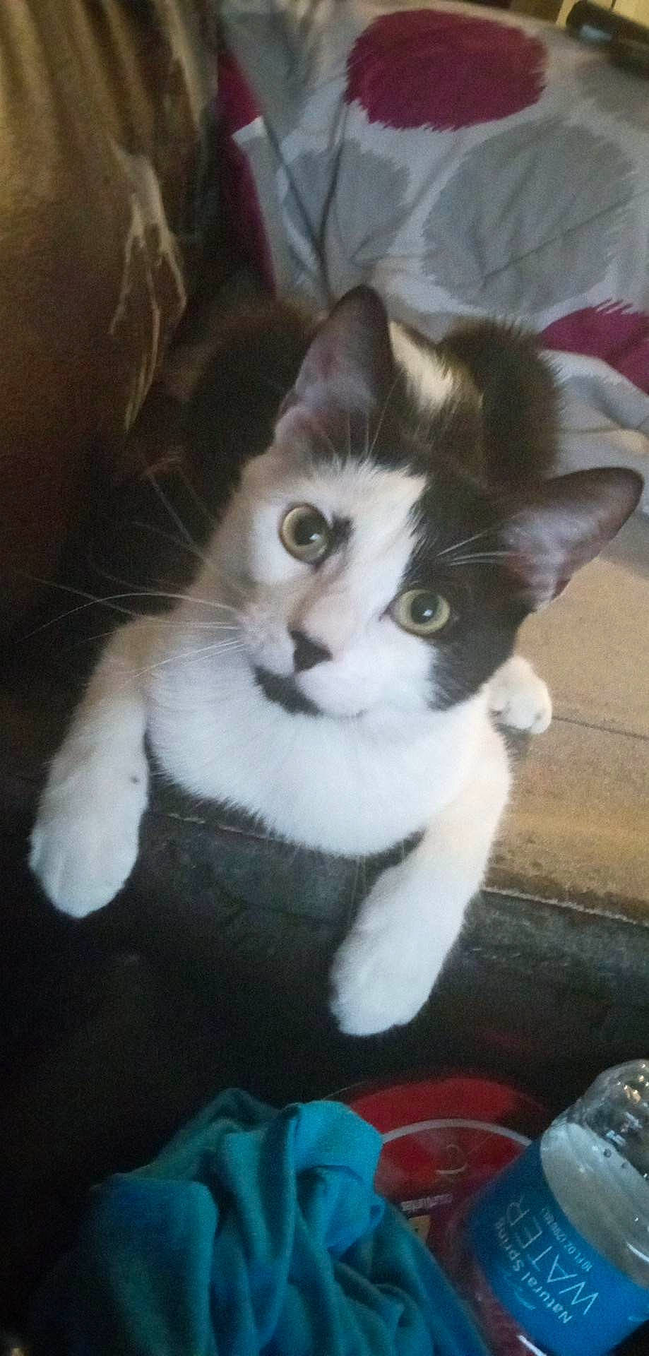 Zoltan joined the competition — help win amazing prizes! carnivore, cat, claw, comfort, domestic_short_haired_cat, eye, felidae, fur, paw, small_to_medium_sized_cats, snout, tail, whiskers